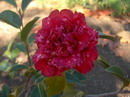 Desconhecida