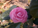 Desconhecida