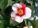 Desconhecida