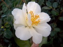 Desconhecida