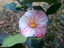 Desconhecida