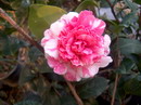 Desconhecida