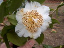 Desconhecida