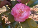 Hilda Jamieson