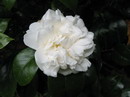 Desconhecida