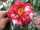 Katie Variegated