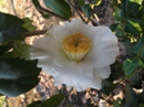Kingyo-Tsubaki White