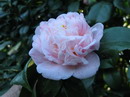 Laura Walker Variegated