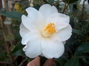 Lilly Pons