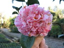Little Bit Variegated