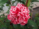 Longhuozhu