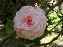 Madame Cachet