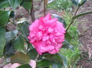 Margherita di Savoia