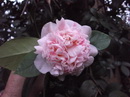 Marguerite Gouillon