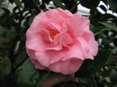 Marie Bracey