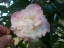 Martha Murray