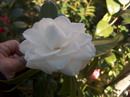 Mathotiana Alba
