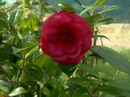 Mathotiana Rubra