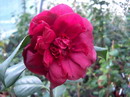 Mathotiana Rubra Supreme