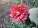 Miss Charlston Variegated