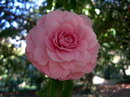 Maculata Perfecta