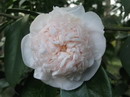 Mrs. D. Davis Descanso
