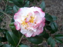 Mrs. George Bell