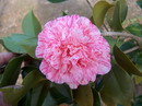 Mutabilis