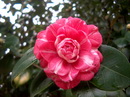Ninfa del Tebro