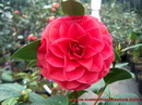 Nuccio's Bella Rossa