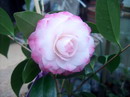 Nuccio's Pearl