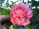 Optima Rosea