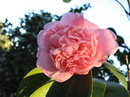Paeoniiflora