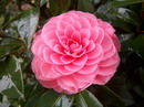 Pink Spiral