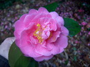 Perle des Camelias
