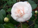 Picturata