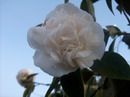 Pomponia Alba