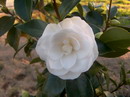 Purity