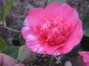R. L. Weeler Variegated