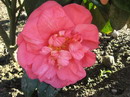 R. L. Wheeler Red