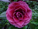 Red Leaf Bella