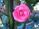 Red Réd Rose