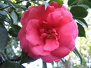 Rose Parade