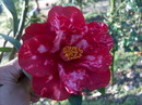 Royal Velvet Variegated