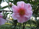 Sato-no-aki