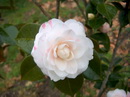 Spoffortiana Alba