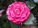 Sport da Bonomiana Rosa