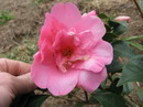 Spring Promise