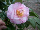 Spring Sonnet
