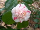 Striata